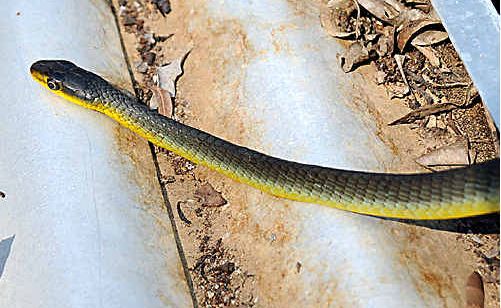 This snake chased Gympie Muster workers out of a tank they were cleaning on the site. This snake chased Gympie Muster workers out of a tank they were cleaning on the site.